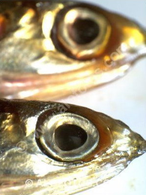 oye... y qué atención ponen...